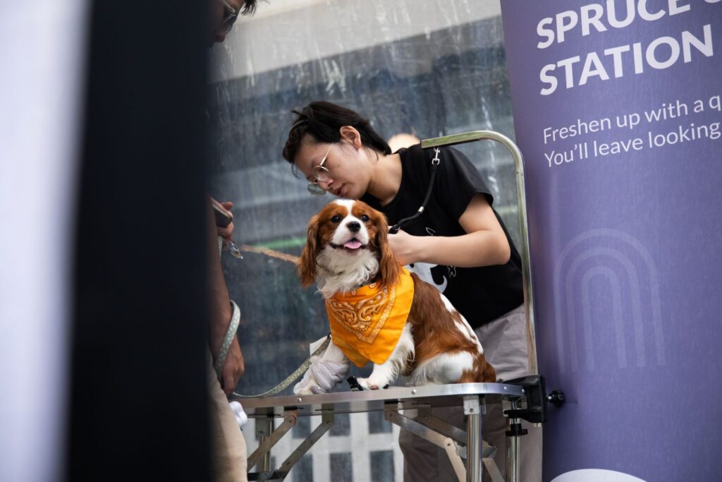 grooming a cavalier