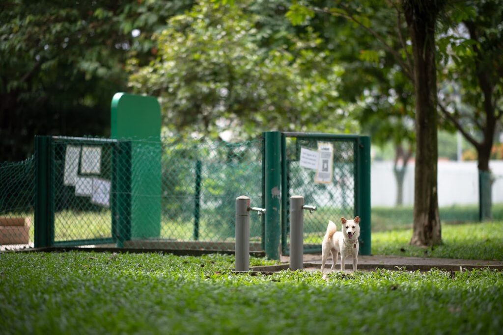 Katong best sale dog run