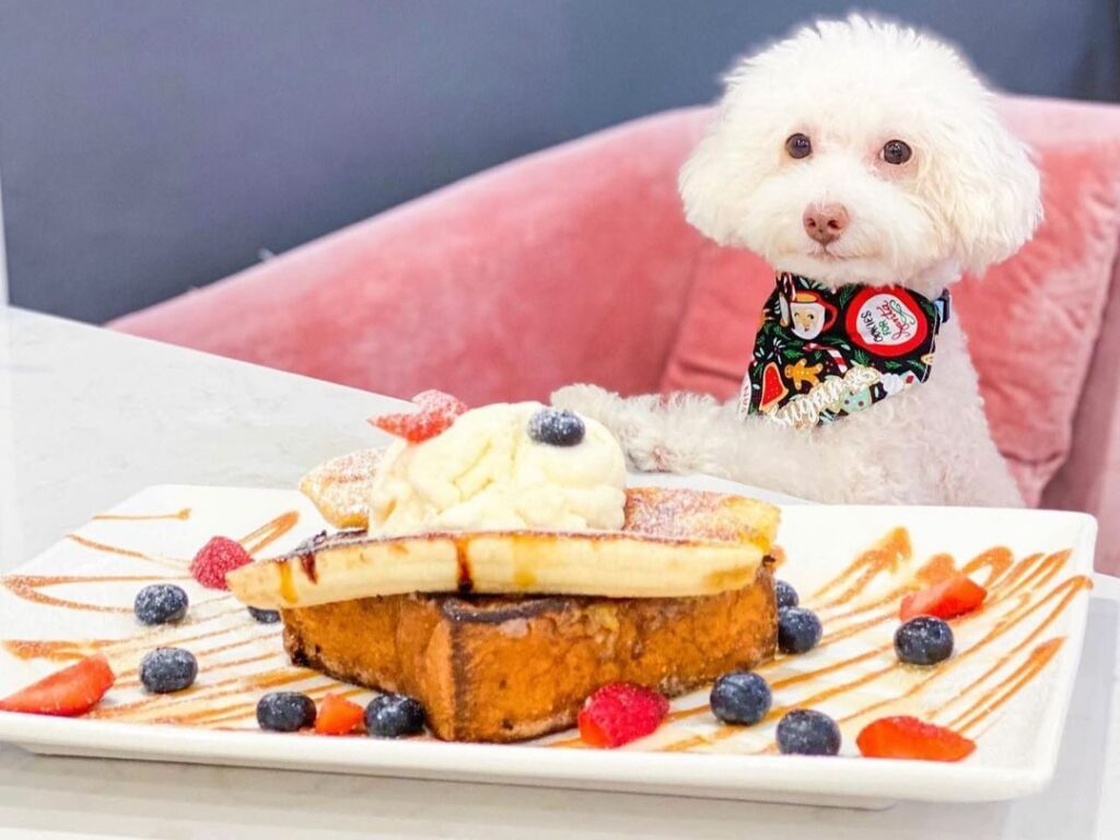 dog looking at french toast with ice cream and banana