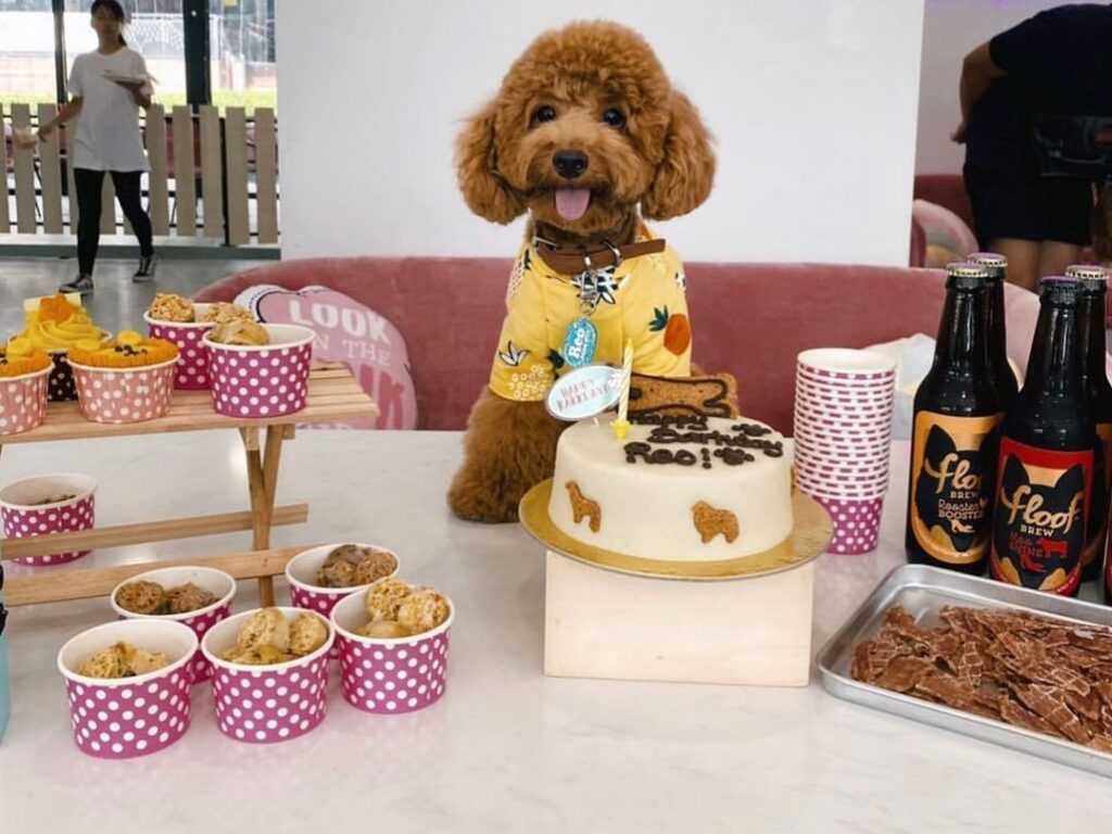 a poodle celebrating its birthday with treats in a cafe