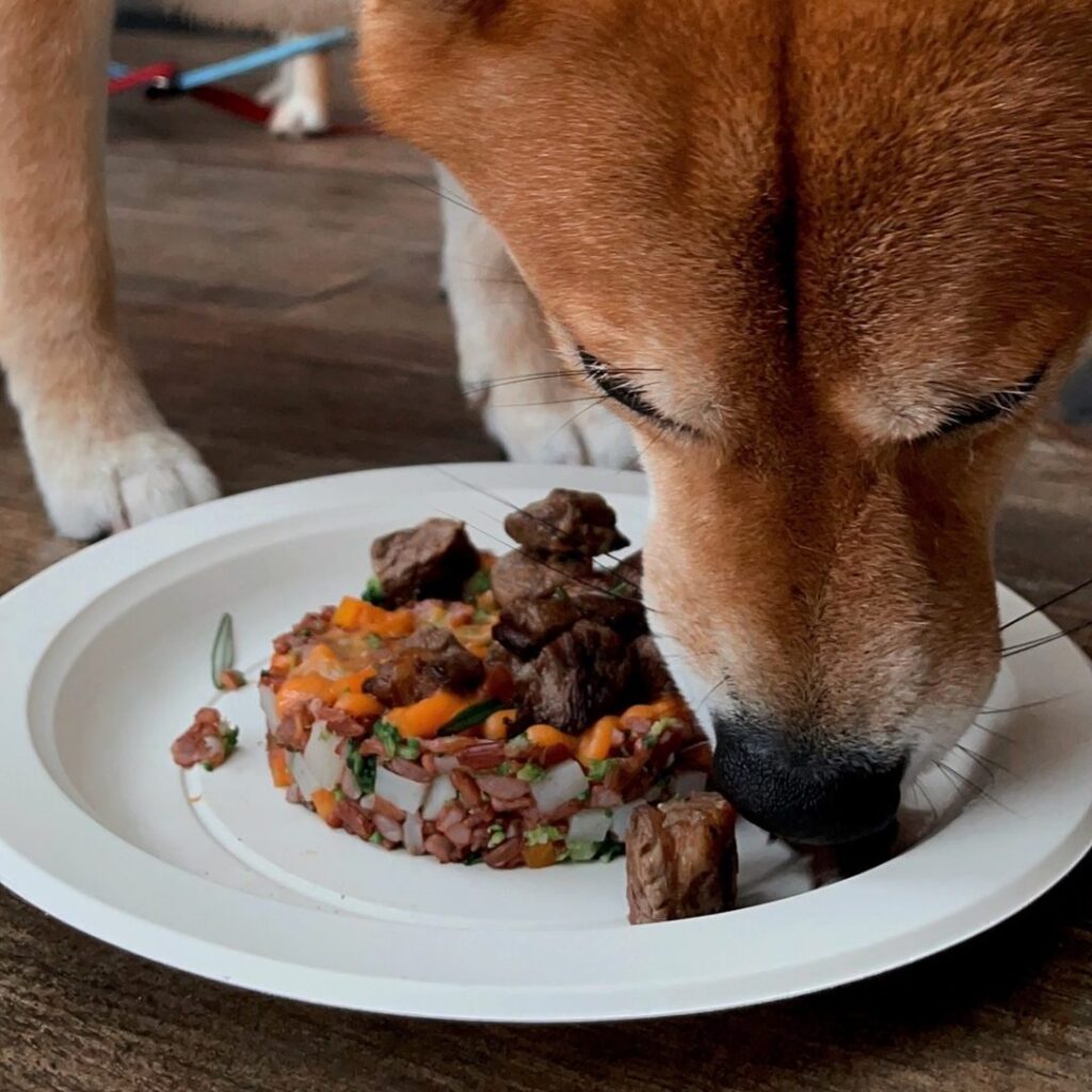 dog eating its treats