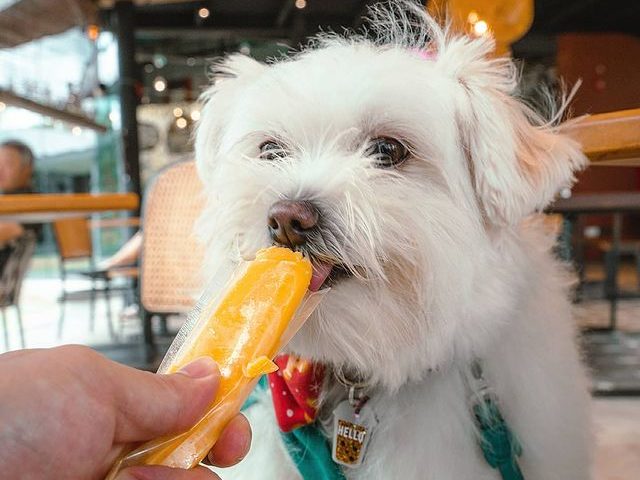 dog licking a popsicle
