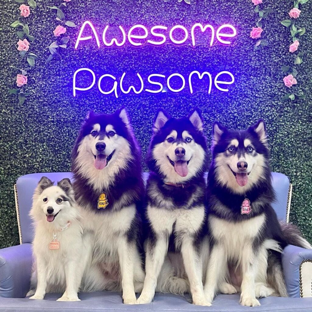 dogs posing for a photo with a backdrop with neon lights