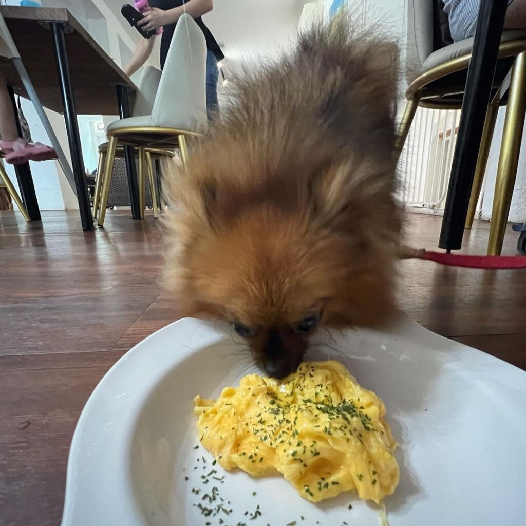 dog eating scrambled eggs