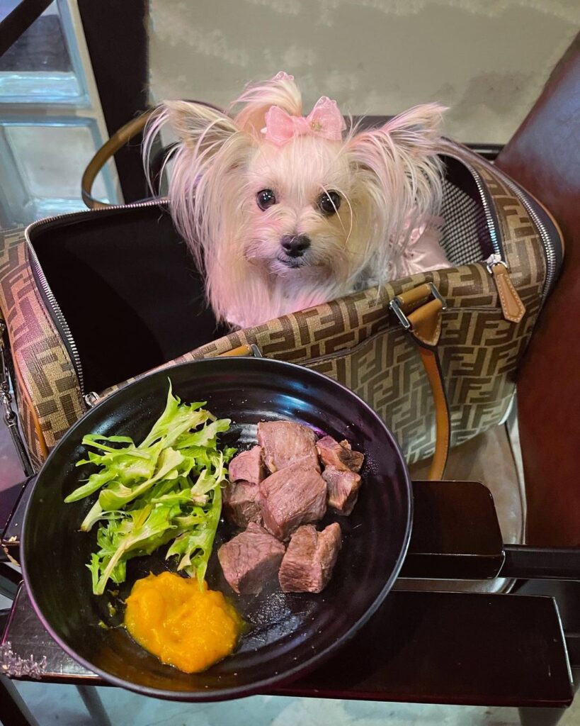 puppy looking at a plate of ribeye beef cubes