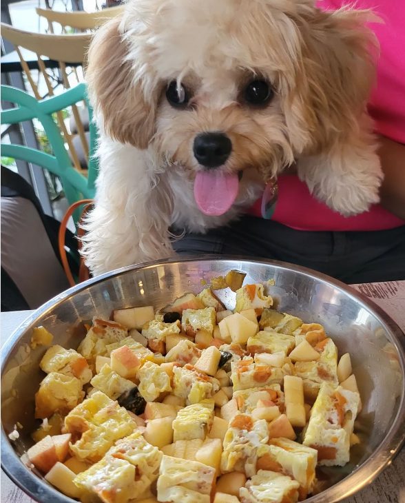 dog looking at a plate of scrambled eggs