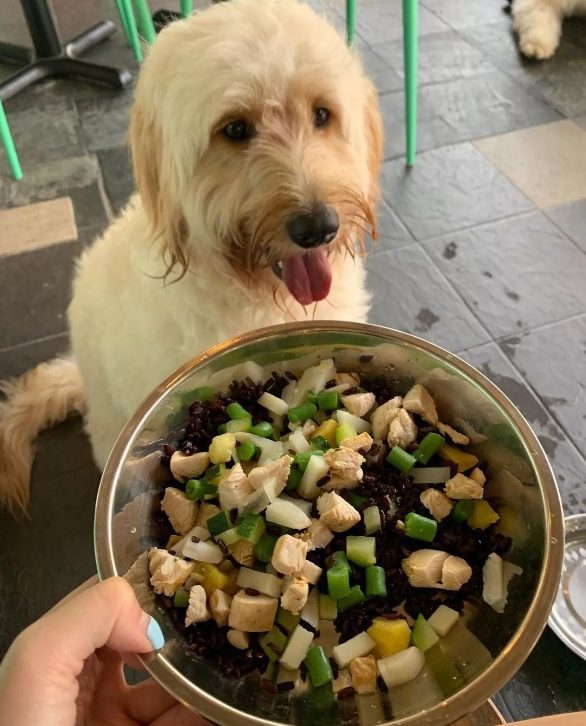 dog looking at his food
