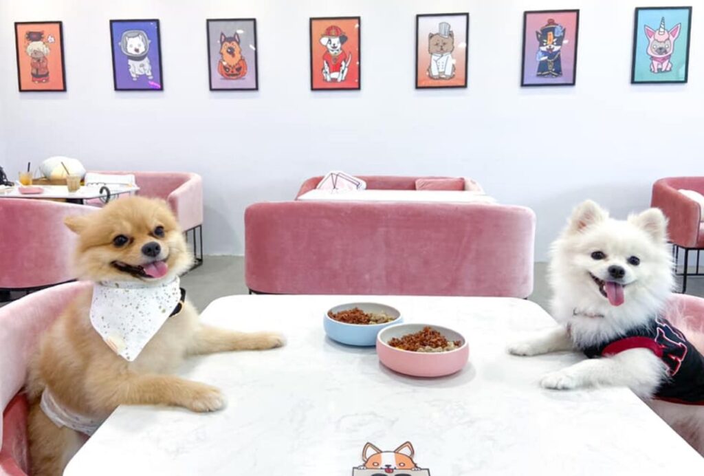 two dogs smiling with treats on a table in a cafe