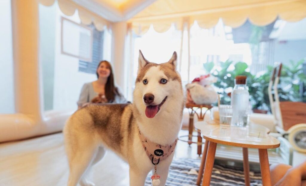 husky and owner in a tent