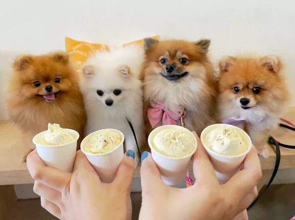 pomeranians looking at puppucinos