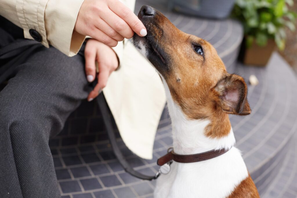 Owner touching chin of Jack Russell Terrier