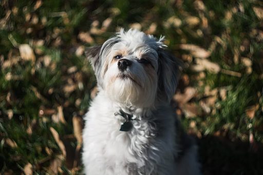 australian terrier