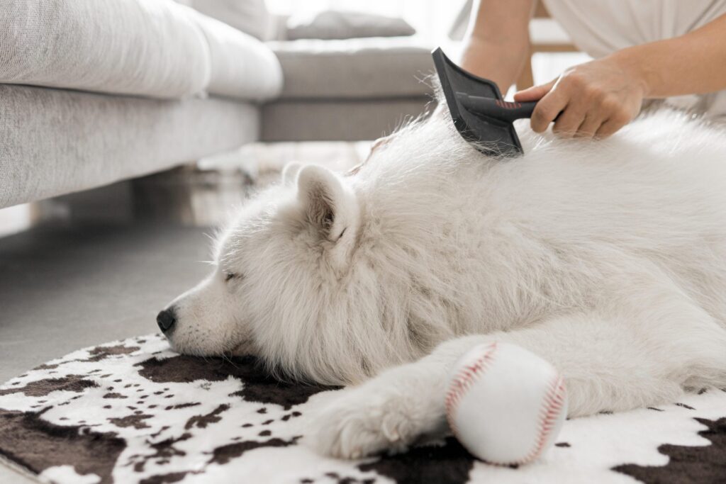 brushing a big fluffy white dog
