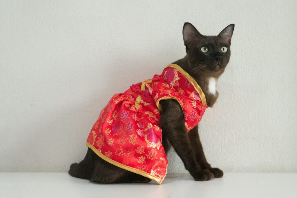 brown cat in red cheongsam