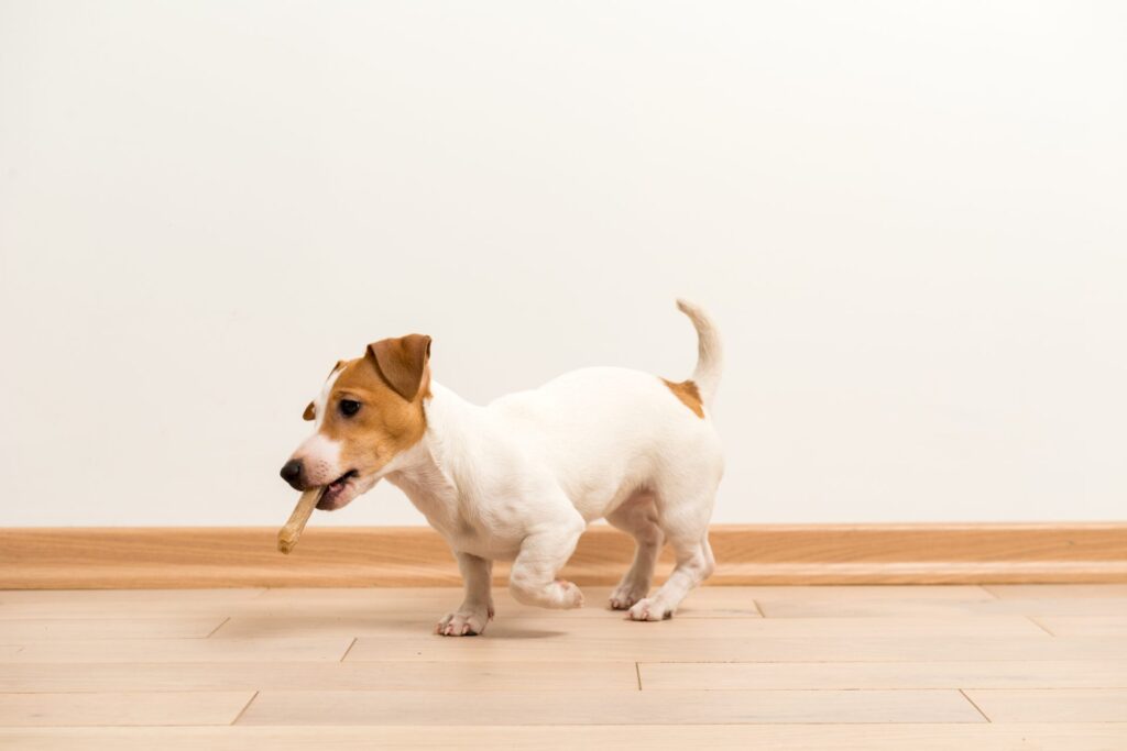 jack russell terrier puppy