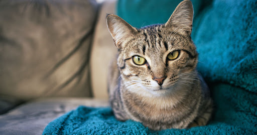 cat loafing on a towel