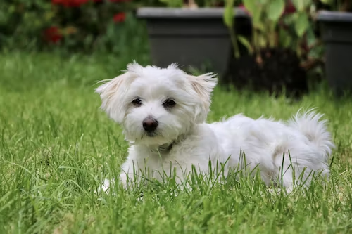 maltese