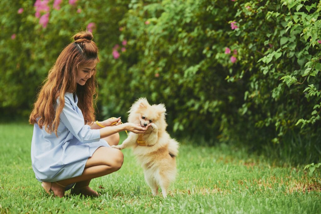 Owner training pomeranian with leash and treats