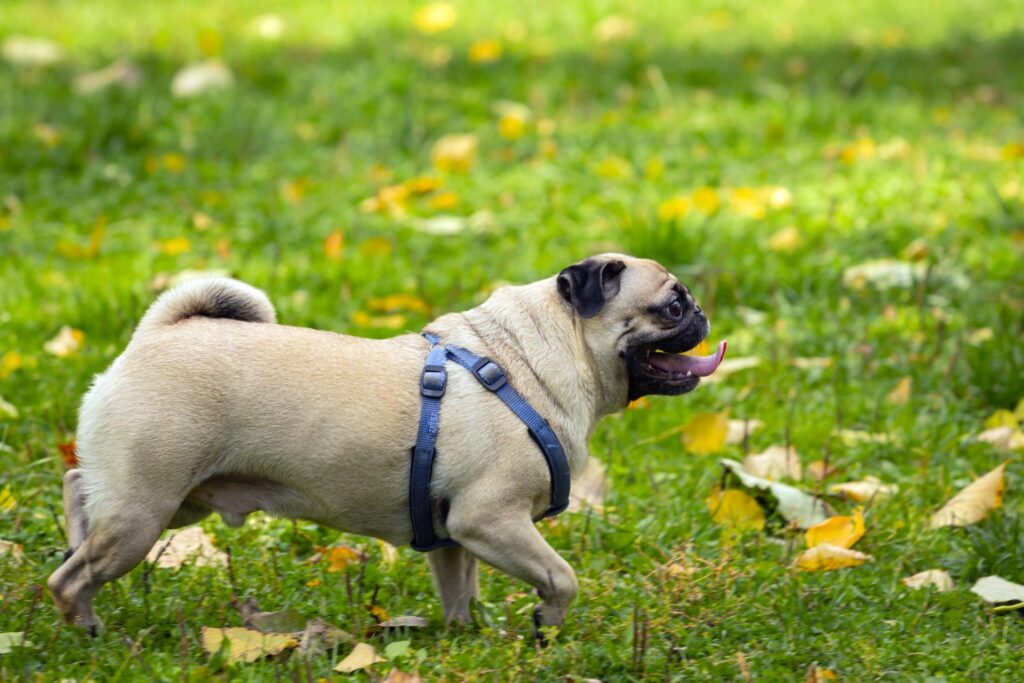 pug running in park