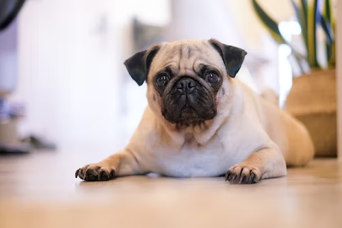 pug