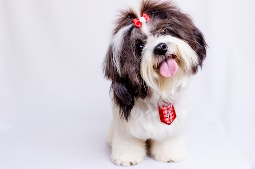 shih tzu