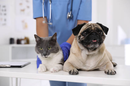 vet with pug and cat