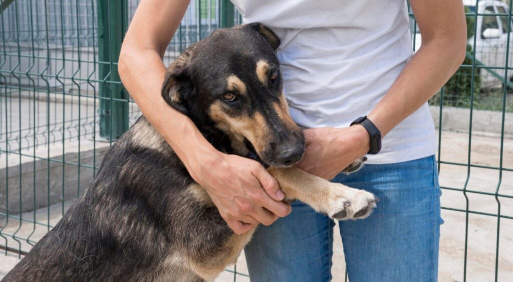 woman helping a dog in pet shelter