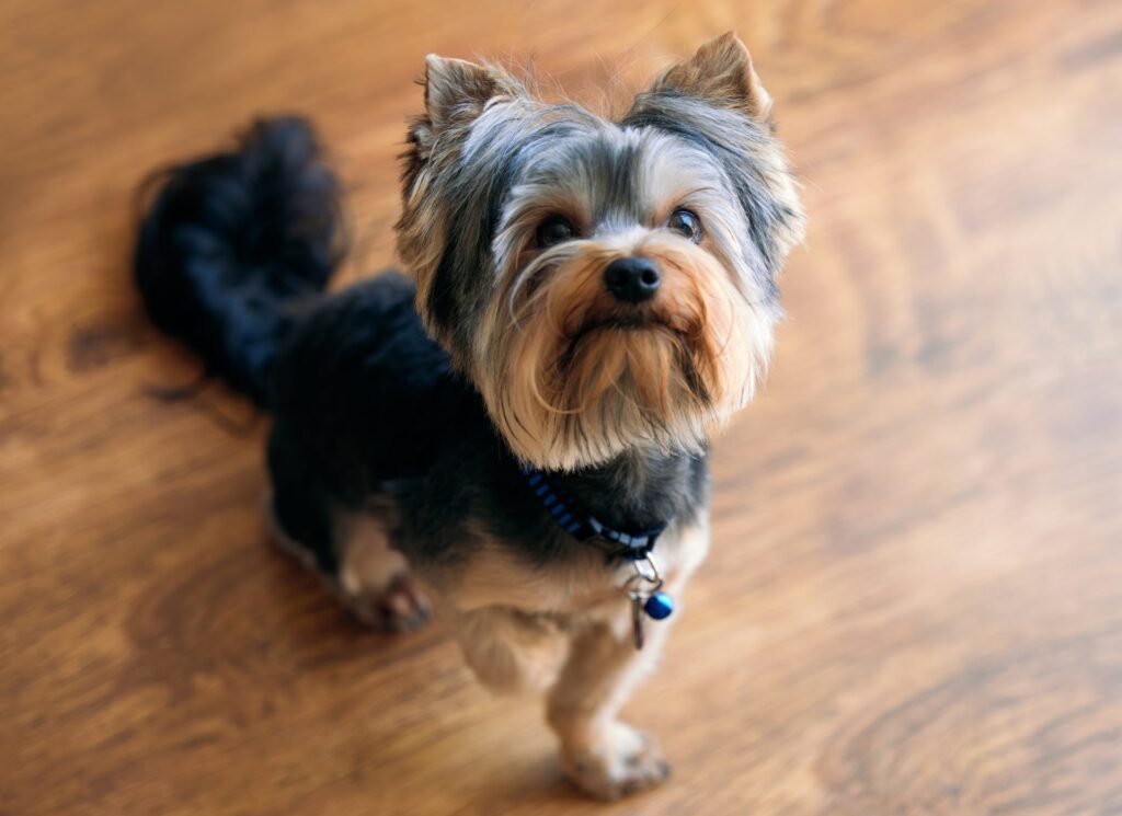 Yorkshire Terrier grinning 