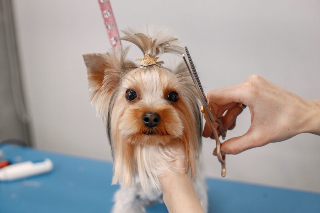 yorkshire terrier getting a grooming session