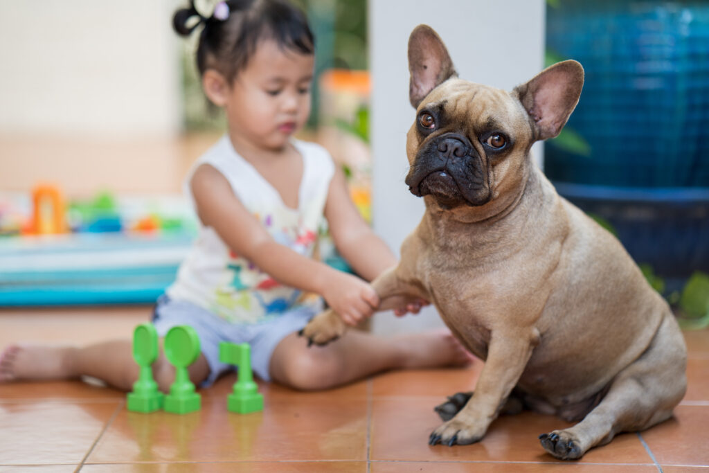 bulldog not wanting to play with toddler