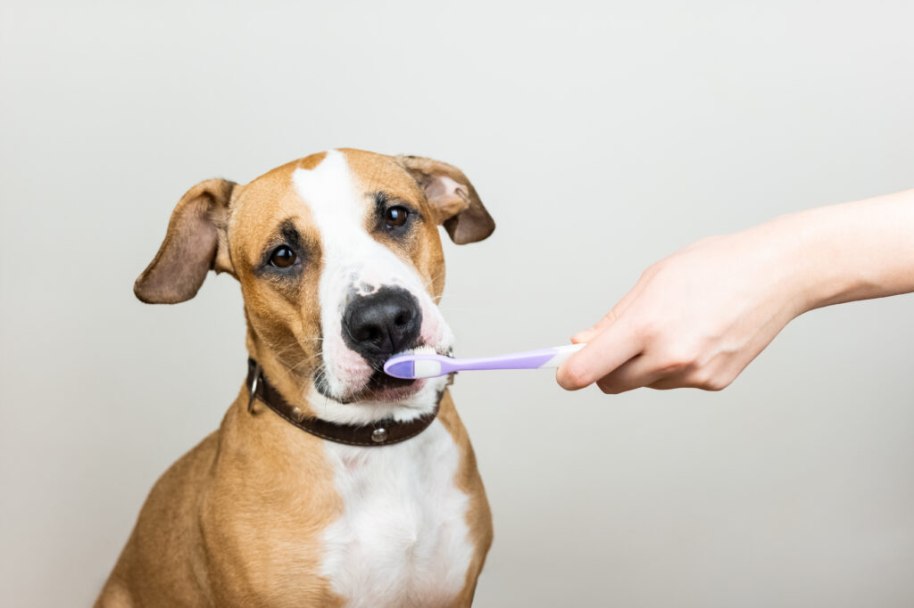 sad dog getting its teeth brushed