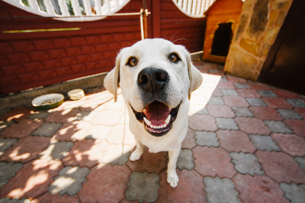 dog with deep yellow eyes exposing its teeth